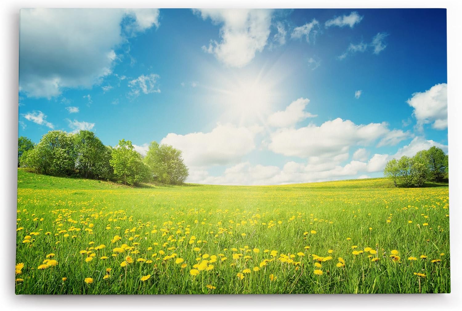 Paul Sinus Wandbild 120x80cm Sommerwiese Löwenzahn Sonnenschein Bäume Natur