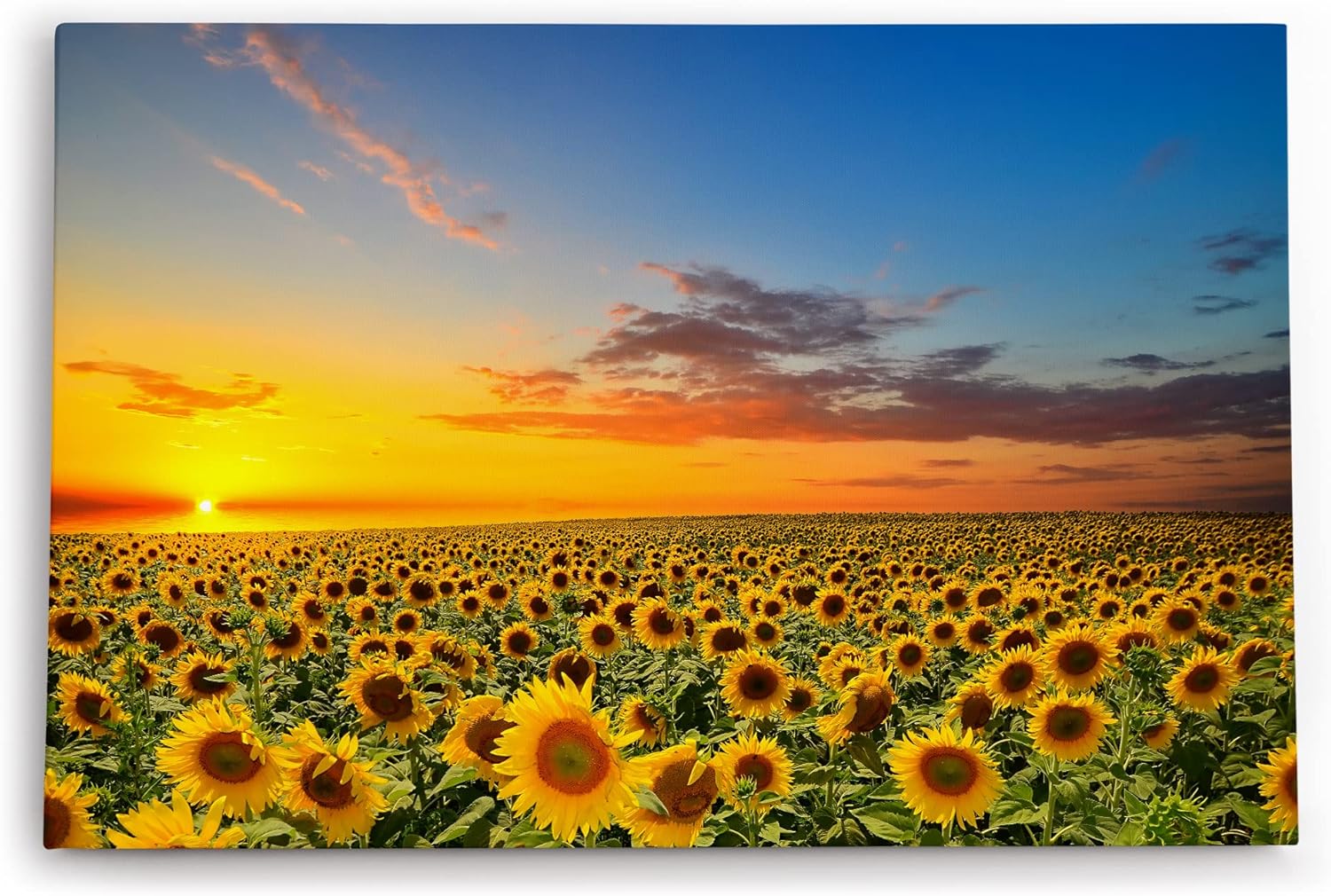 Paul Sinus Wandbild 120x80cm Sonnenblumen Blumenfeld Sonnenblumenfeld Sonnenuntergang