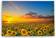 Paul Sinus Wandbild 120x80cm Sonnenblumen Blumenfeld Sonnenblumenfeld Sonnenuntergang