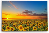Paul Sinus Wandbild 120x80cm Sonnenblumen Blumenfeld Sonnenblumenfeld Sonnenuntergang