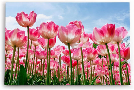 Paul Sinus Wandbild 120x80cm Tulpen Blumen Blüten Sommer Sonnenschein Rosa