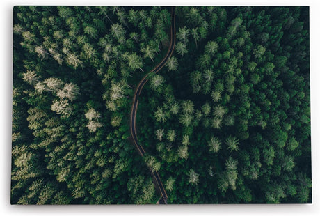 Paul Sinus Wandbild 120x80cm Wald aus der Vogelperspektive Tannenwald Waldstraße