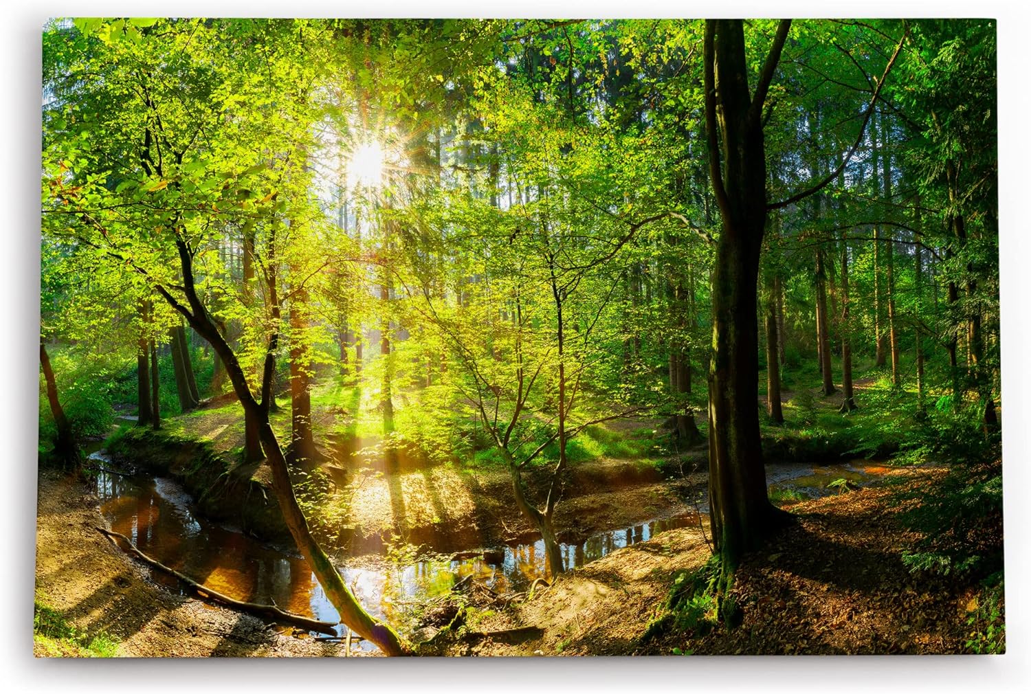 Paul Sinus Wandbild 120x80cm Wald Bäume Bach Sonnenstrahlen Natur Grün