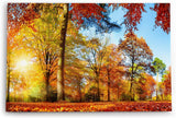 Paul Sinus Wandbild 120x80cm Wald Bäume Herbst Sonnenschein Herbstblätter Natur