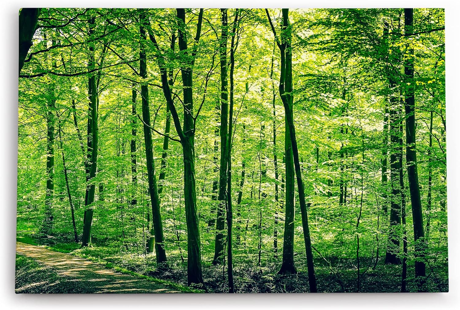 Paul Sinus Wandbild 120x80cm Wald Bäume Natur Grün Waldweg Sonnenschein