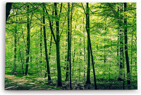 Paul Sinus Wandbild 120x80cm Wald Bäume Natur Grün Waldweg Sonnenschein