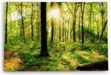 Paul Sinus Wandbild 120x80cm Wald Bäume Sonnenschein Grün Natur Sonnenstrahl