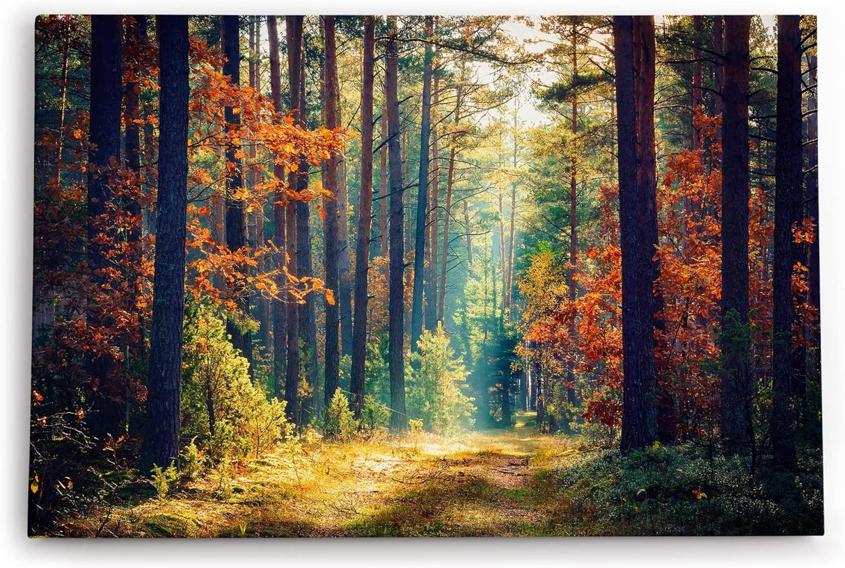 Paul Sinus Wandbild 120x80cm Wald Waldweg Bäume Sonnenstrahl Natur Herbst