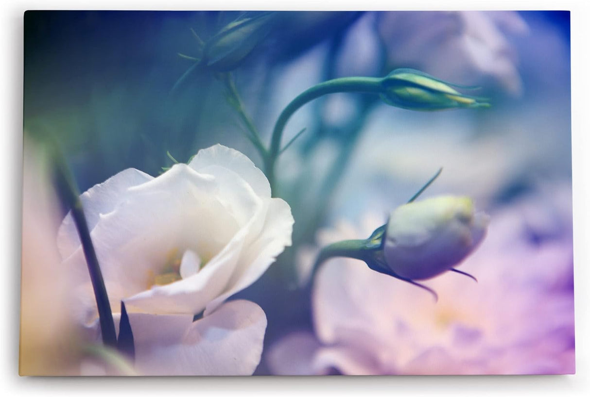 Paul Sinus Wandbild 120x80cm Weiß Blüte Blume Frühling Blau Kunstvoll