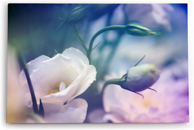 Paul Sinus Wandbild 120x80cm Weiß Blüte Blume Frühling Blau Kunstvoll