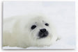 Paul Sinus Wandbild 120x80cm Weiße Robbe Robbenbaby Schnee Tierfotografie