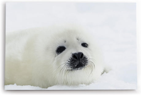 Paul Sinus Wandbild 120x80cm Weiße Robbe Robbenbaby Schnee Tierfotografie