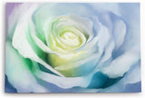 Paul Sinus Wandbild 120x80cm Weiße Rose Blüte Kunstvoll Abstrakt Dekorativ