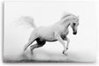 Paul Sinus Wandbild 120x80cm Weißes Pferd Wildpferd Schwarz Weiß Fotokunst