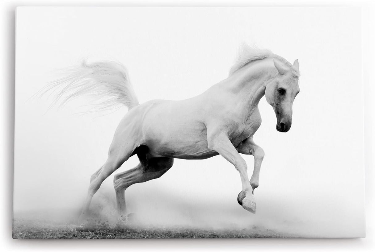 Paul Sinus Wandbild 120x80cm Weißes Pferd Wildpferd Schwarz Weiß Fotokunst