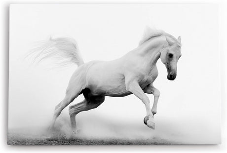 Paul Sinus Wandbild 120x80cm Weißes Pferd Wildpferd Schwarz Weiß Fotokunst