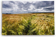 Paul Sinus Wandbild 120x80cm Weizenfeld Meer Weizen Natur Wolken Horizont