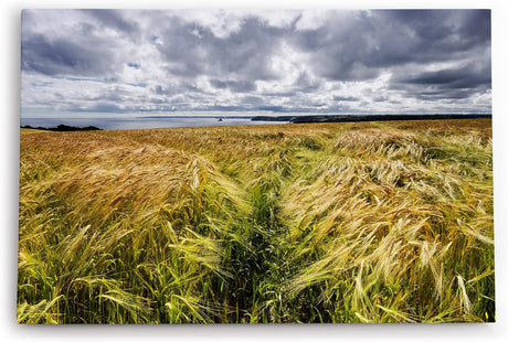 Paul Sinus Wandbild 120x80cm Weizenfeld Meer Weizen Natur Wolken Horizont