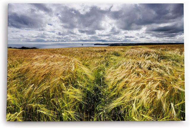 Paul Sinus Wandbild 120x80cm Weizenfeld Meer Weizen Natur Wolken Horizont