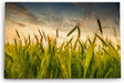 Paul Sinus Wandbild 120x80cm Weizenfeld Weizen Feld Himmel Natur Fotokunst