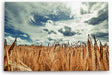 Paul Sinus Wandbild 120x80cm Weizenfeld Weizen Feld Wolken Himmel