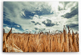 Paul Sinus Wandbild 120x80cm Weizenfeld Weizen Feld Wolken Himmel