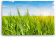 Paul Sinus Wandbild 120x80cm Weizenfeld Weizen Sommer blauer Himmel Natur