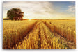 Paul Sinus Wandbild 120x80cm Weizenfeld Weizen Sonnenuntergang Baum Landschaft