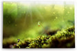 Paul Sinus Wandbild 120x80cm Wiese Grün Sonnenstrahlen Kunstvoll Natur