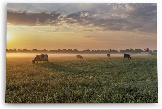 Paul Sinus Wandbild 120x80cm Wiese Kühe Weide Morgentau Sonnenaufgang Feld