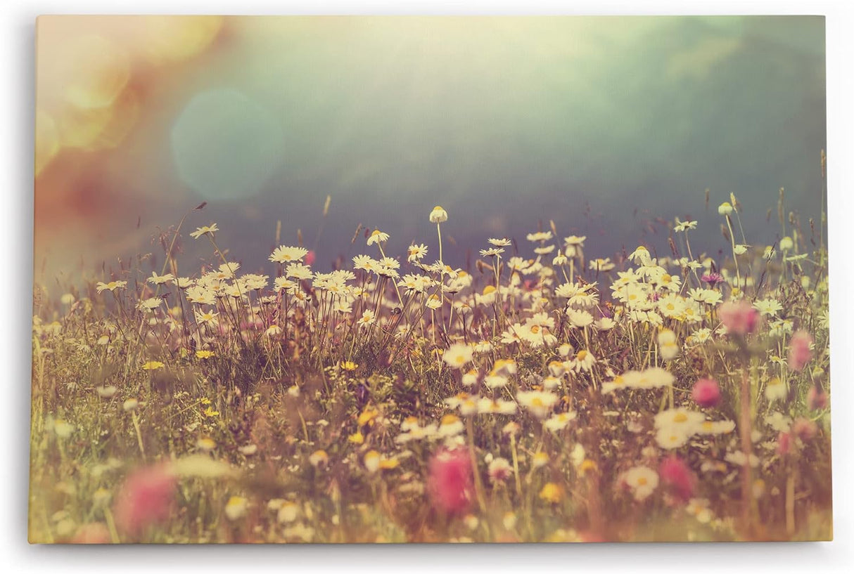 Paul Sinus Wandbild 120x80cm Wildblumen Feld Gänseblümchen Sommer Sonnenschein
