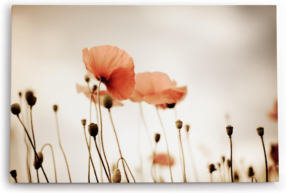 Paul Sinus Wandbild 120x80cm Wildblumen Feldblumen Mohn Kunstvoll Fotokunst