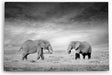 Paul Sinus Wandbild 120x80cm Zwei Elefanten Schwarz Weiß Afrika Tierfotografie