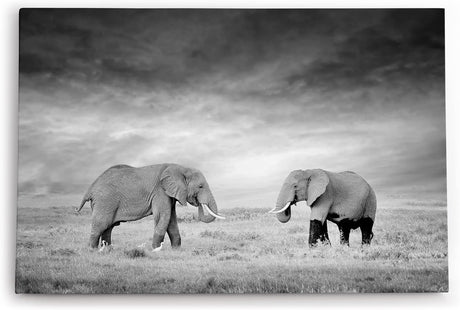 Paul Sinus Wandbild 120x80cm Zwei Elefanten Schwarz Weiß Afrika Tierfotografie