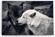 Paul Sinus Wandbild 120x80cm Zwei Wölfe Schwarz Weiß Pärchen Tierfotografie