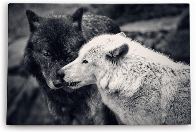 Paul Sinus Wandbild 120x80cm Zwei Wölfe Schwarz Weiß Pärchen Tierfotografie