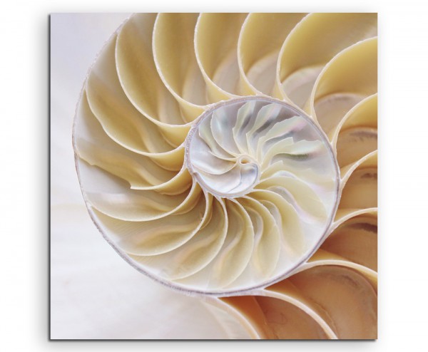 Naturfotografie – Spiralförmige Muschel mit Fibonacci Symmetrie auf Leinwand