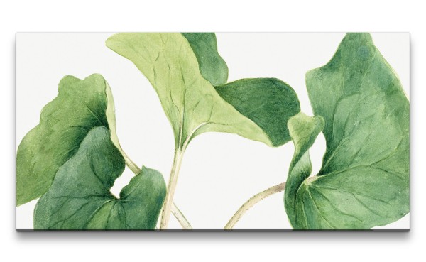 Remaster 120x60cm Botanische Vintage Illustration kanadische Haselwurz Pflanze Dekorativ