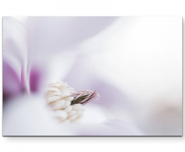 Magnolienblüte im Detail - Leinwandbild