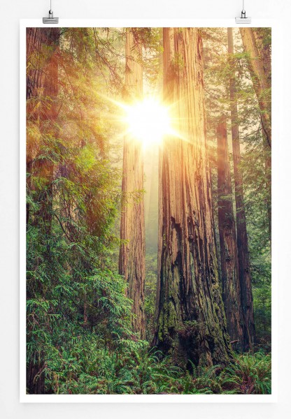 Landschaftsfotografie 60x90cm Poster Sonniger Redwood Forest Kalifornien USA