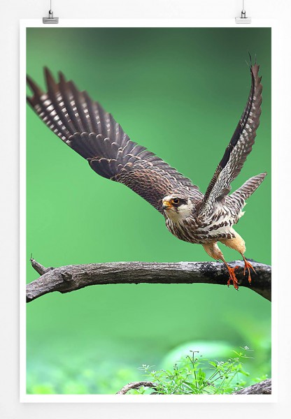 Tierfotografie  Amurfalke im Flug 60x90cm Poster