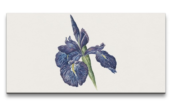 Remaster 120x60cm Jacobus Johannes wunderschönes Wandbild Iris Blume Blüte Schön