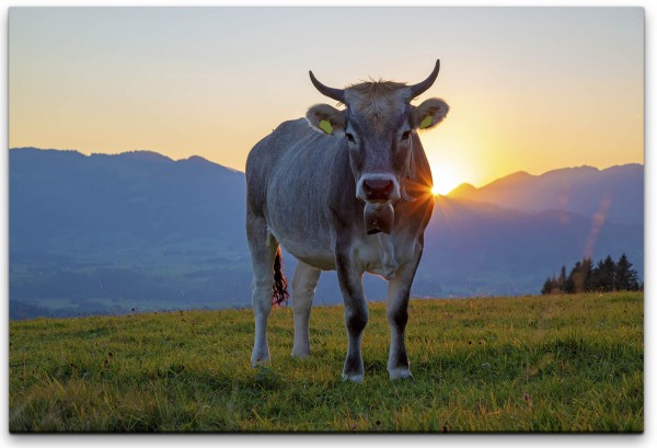 Kühe 3 Bilder Bild Foto Landschaft Tier Kuh auf Leinwand Wandbild Poster 