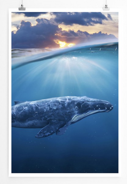 Bild  Unterwasser Blauwal 60x90cm Poster