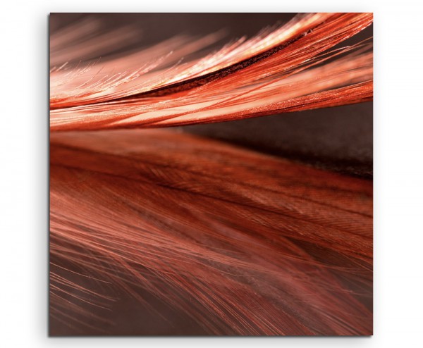 Naturfotografie – Rot orange Nahaufnahme einer Feder auf Leinwand