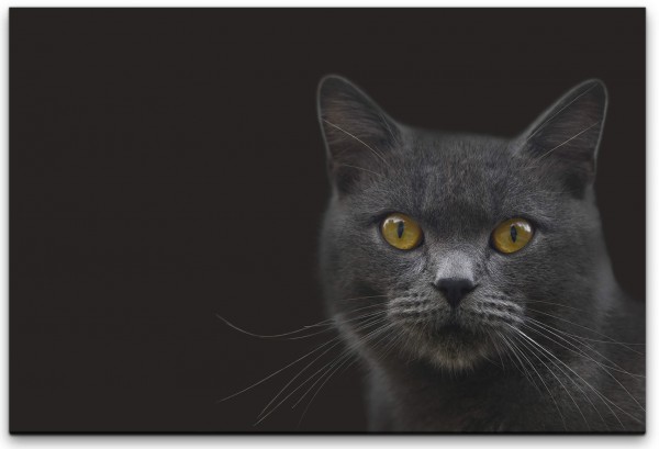 Katze in schwarz Wandbild in verschiedenen Größen