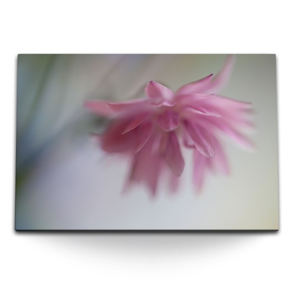 120x80cm Wandbild auf Leinwand Rosa Blume Blüte Fotokunst Natur