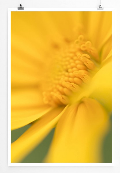 60x90cm Poster Naturfotografie  Fröhliche gelbe Blüte