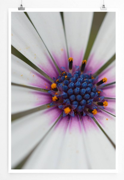 60x90cm Poster Naturfotografie  Weiße Blume mit violettem Akzent