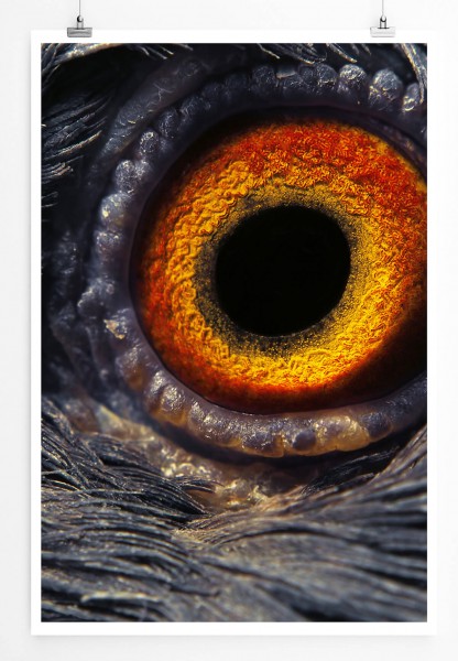 60x90cm Poster Tierfotografie  Auge einer Taube im Detail